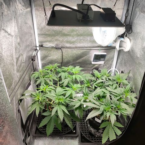 Green Poison Fast growlog timeline photo