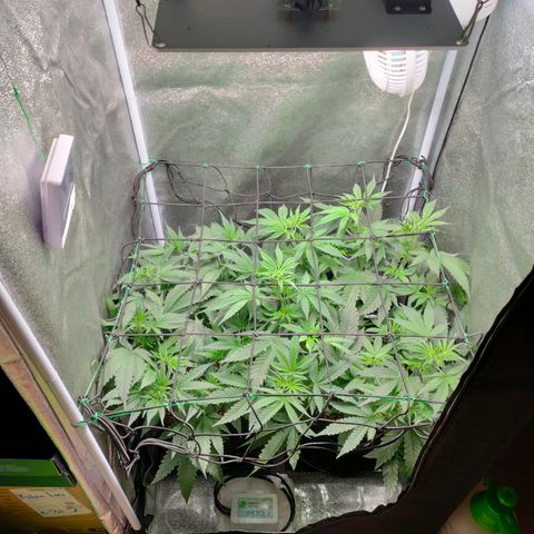 Green Poison Fast growlog timeline photo