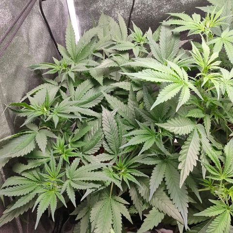 Green Poison Fast growlog photo: GP-left CC-right