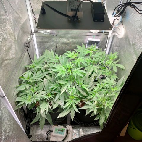Green Poison Fast growlog photo: GP-left CC-right