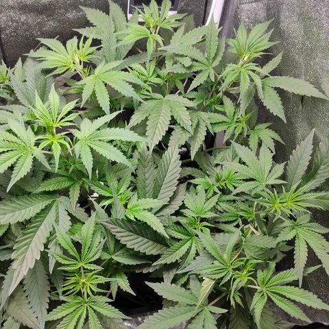 Green Poison Fast growlog photo: GP-left CC-right