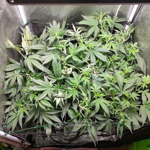 Green Poison Fast growlog timeline photo