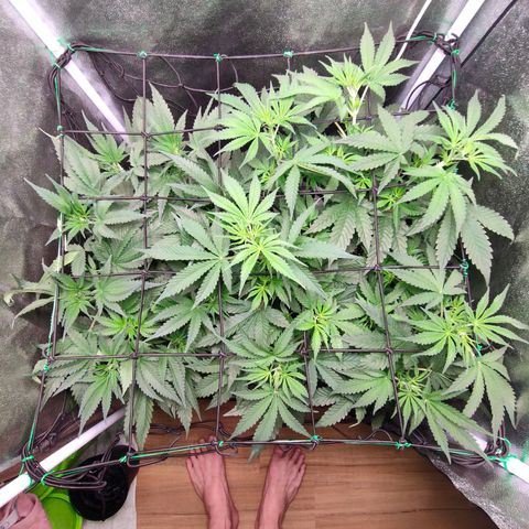 Green Poison Fast growlog timeline photo