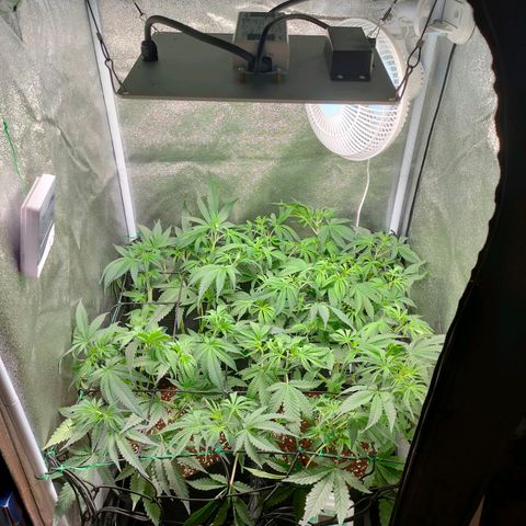 Green Poison Fast growlog timeline photo