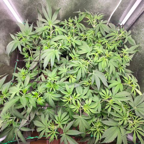 Green Poison Fast growlog timeline photo