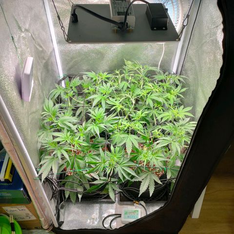 Green Poison Fast growlog timeline photo