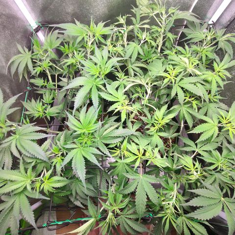 Green Poison Fast growlog timeline photo
