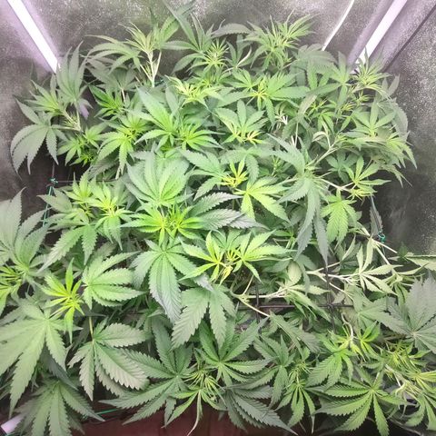 Green Poison Fast growlog timeline photo