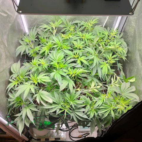 Green Poison Fast growlog timeline photo