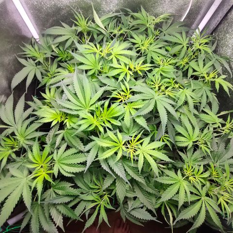 Green Poison Fast growlog timeline photo