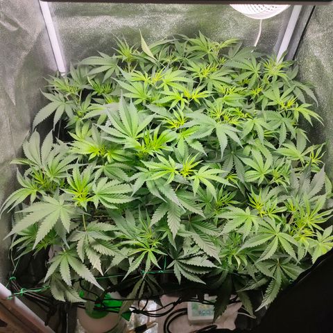 Green Poison Fast growlog timeline photo