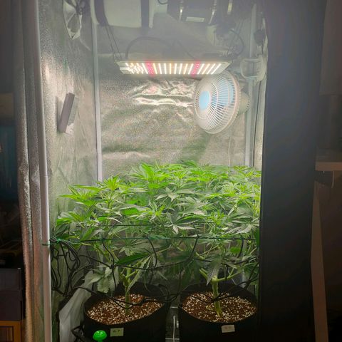 Green Poison Fast growlog timeline photo