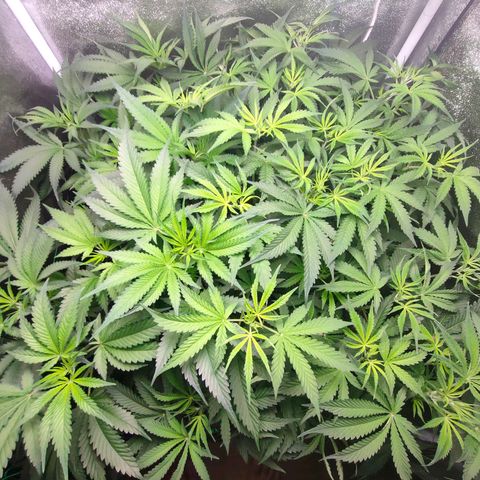 Green Poison Fast growlog timeline photo