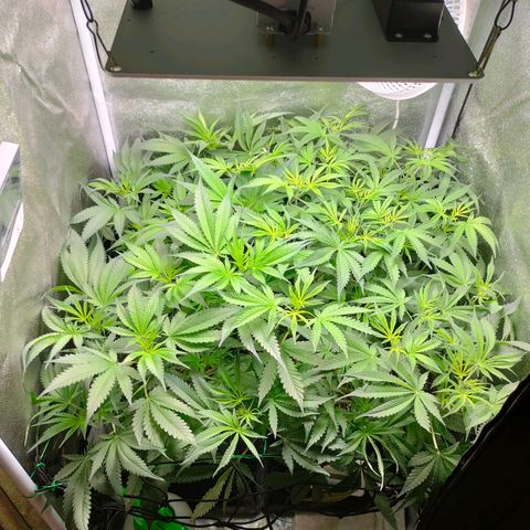 Green Poison Fast growlog timeline photo