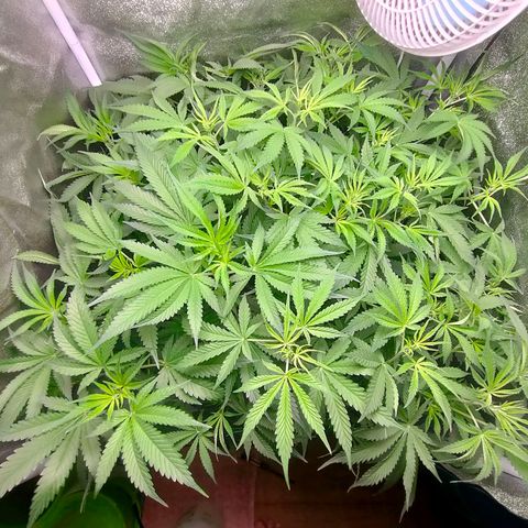 Green Poison Fast growlog timeline photo