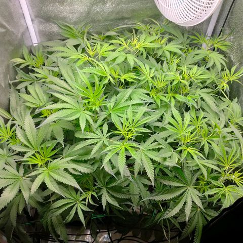 Green Poison Fast growlog timeline photo