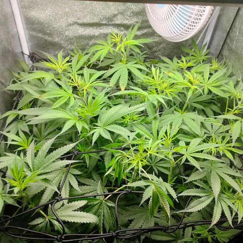 Green Poison Fast growlog timeline photo