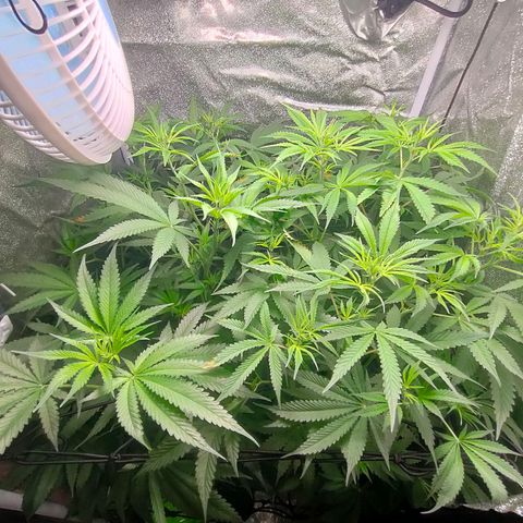 Green Poison Fast growlog timeline photo