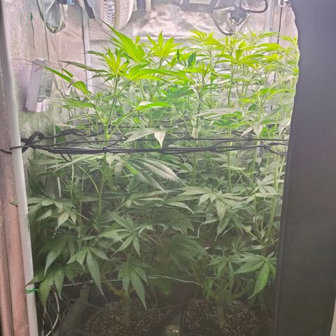 Green Poison Fast growlog timeline photo