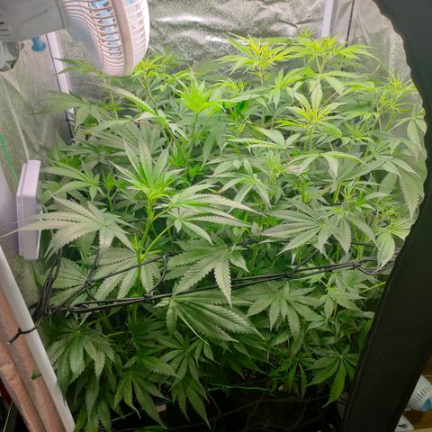 Green Poison Fast growlog timeline photo