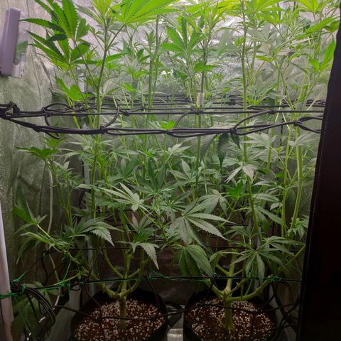 Green Poison Fast growlog timeline photo