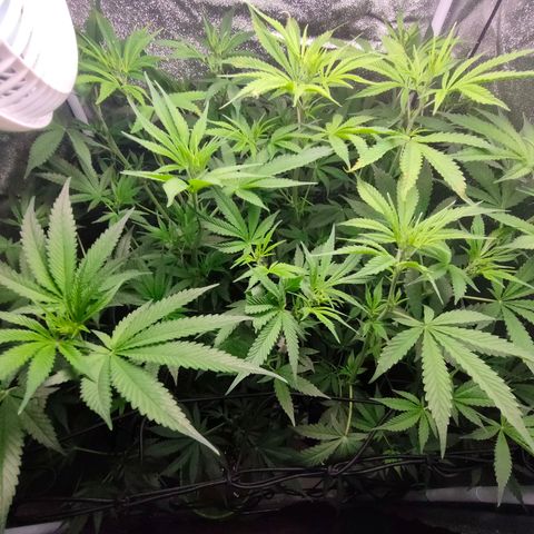 Green Poison Fast growlog timeline photo