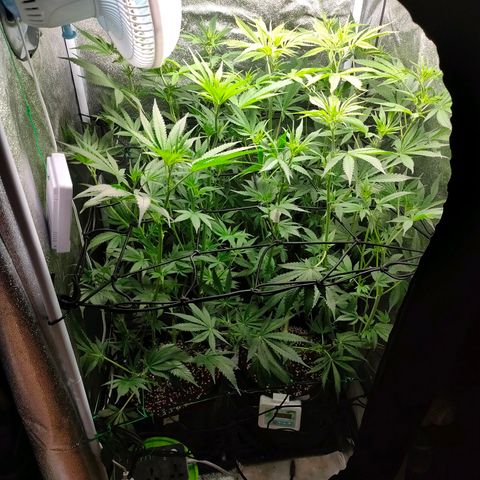 Green Poison Fast growlog timeline photo