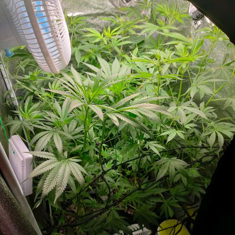 Green Poison Fast growlog timeline photo