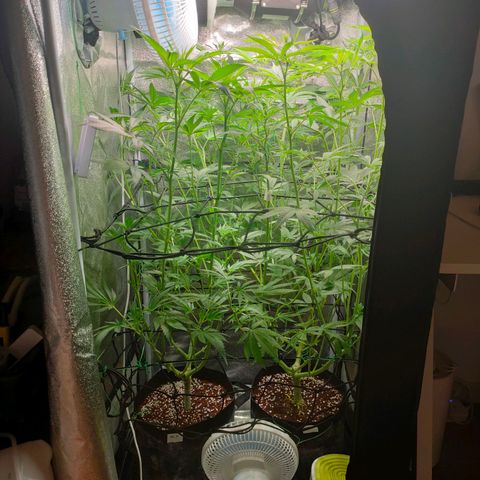 Green Poison Fast growlog timeline photo