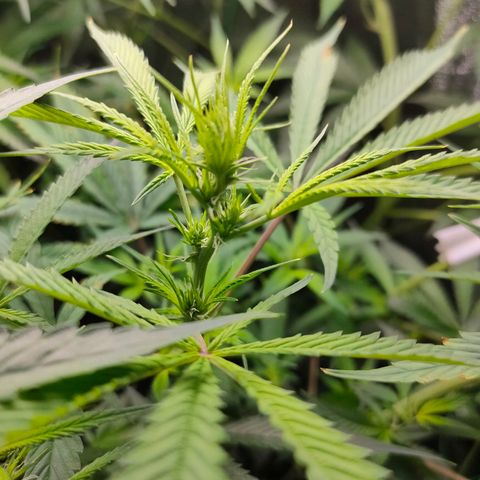 Green Poison Fast growlog timeline photo