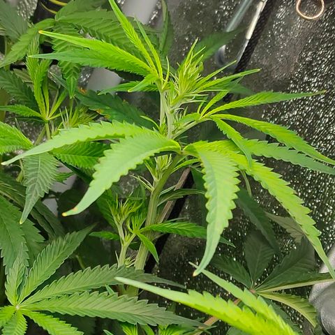 Green Poison Fast growlog timeline photo