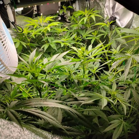 Green Poison Fast growlog timeline photo