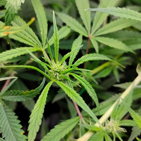 Green Poison Fast growlog timeline photo