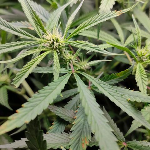 Green Poison Fast growlog timeline photo