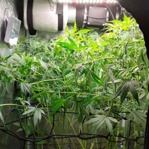 Green Poison Fast growlog timeline photo