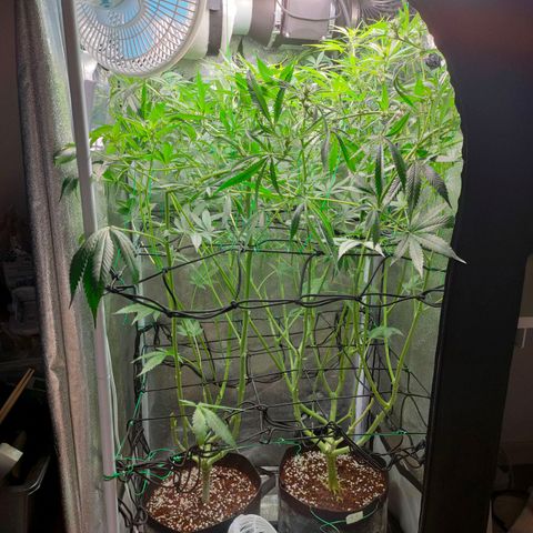Green Poison Fast growlog timeline photo