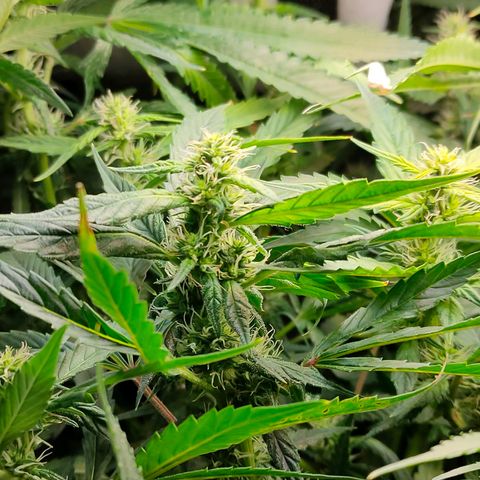 Green Poison Fast growlog timeline photo