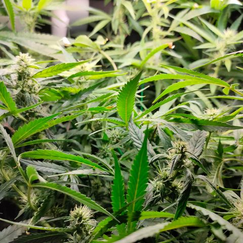 Green Poison Fast growlog timeline photo