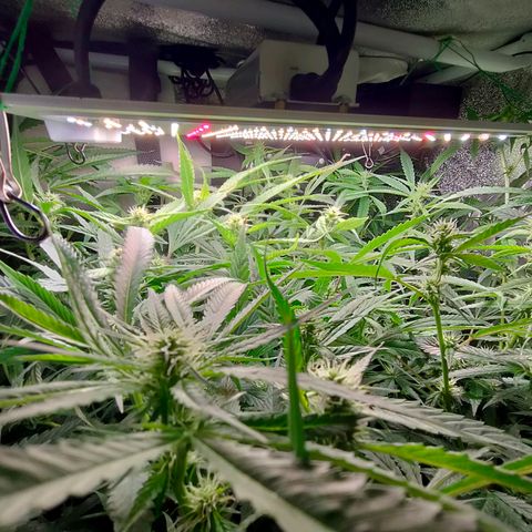Green Poison Fast growlog timeline photo