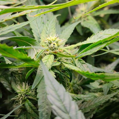 Green Poison Fast growlog timeline photo