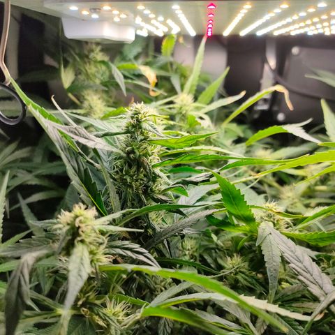 Green Poison Fast growlog timeline photo