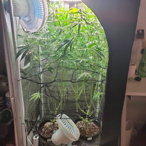Green Poison Fast growlog timeline photo
