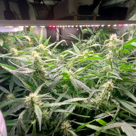 Green Poison Fast growlog timeline photo
