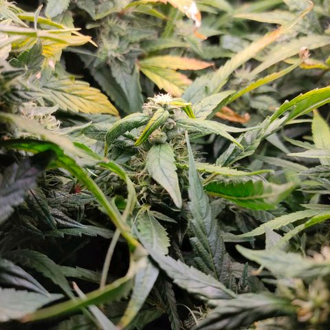 Green Poison Fast growlog timeline photo