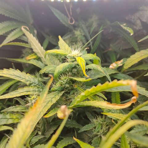 Green Poison Fast growlog timeline photo