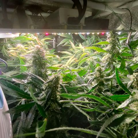 Green Poison Fast growlog timeline photo