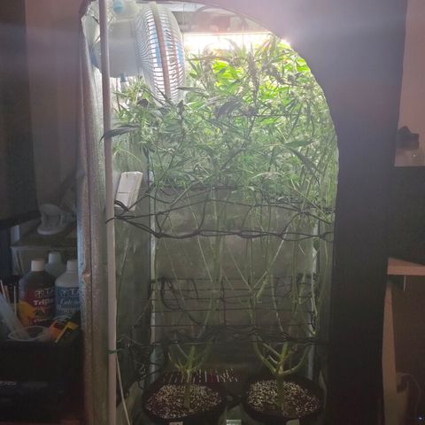 Green Poison Fast growlog timeline photo