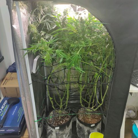 Green Poison Fast growlog timeline photo