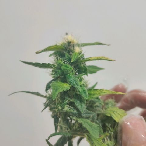 Green Poison Fast growlog timeline photo
