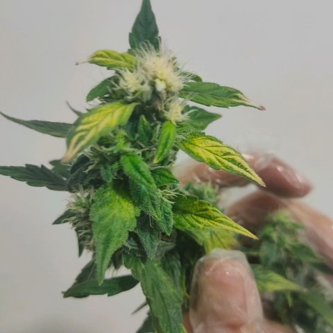 Green Poison Fast growlog timeline photo
